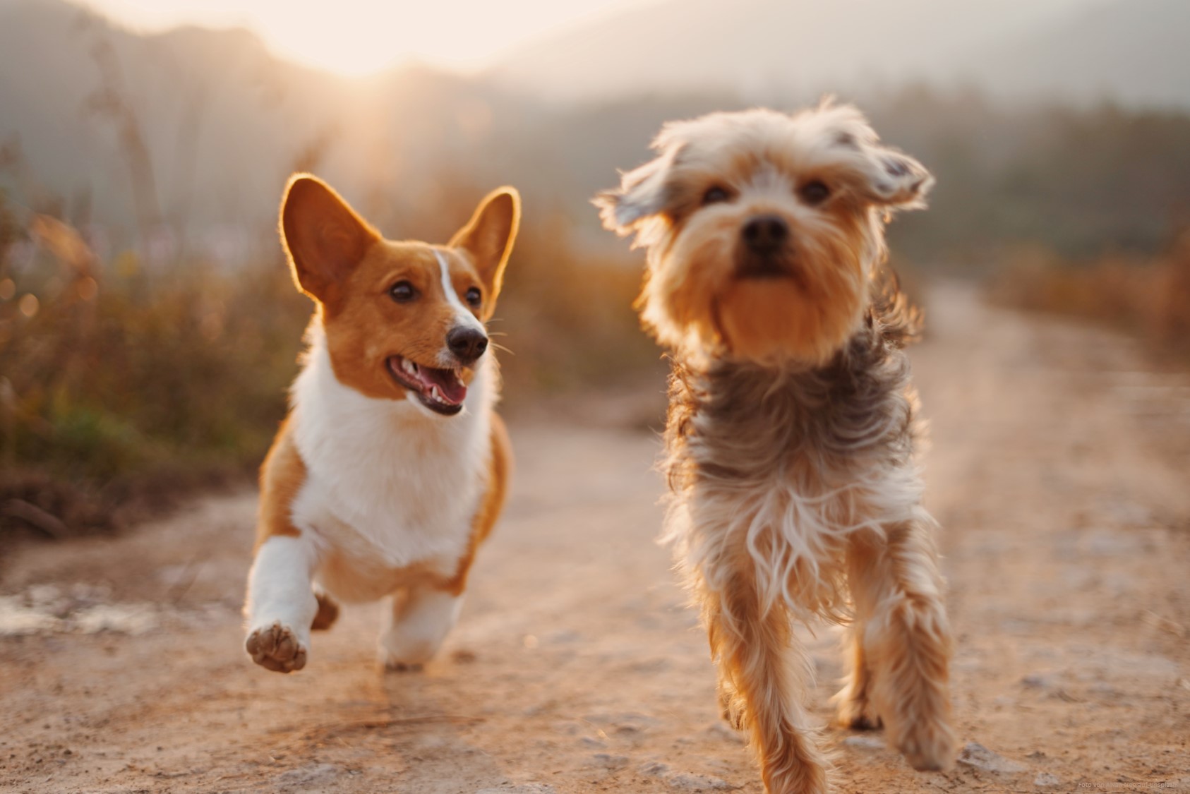 alvan-nee-T-0EW-SEbsE-unsplash alvan-nee-T-0EW-SEbsE-unsplash