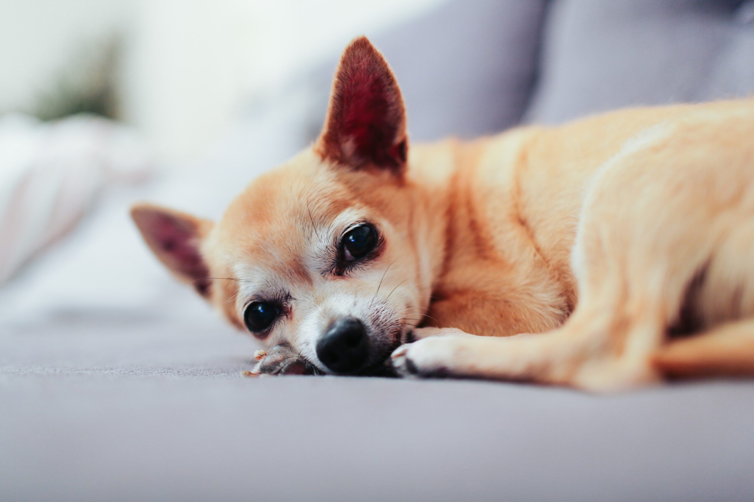 alicia-gauthier-KJDhTtPCveI-unsplash alicia-gauthier-KJDhTtPCveI-unsplash