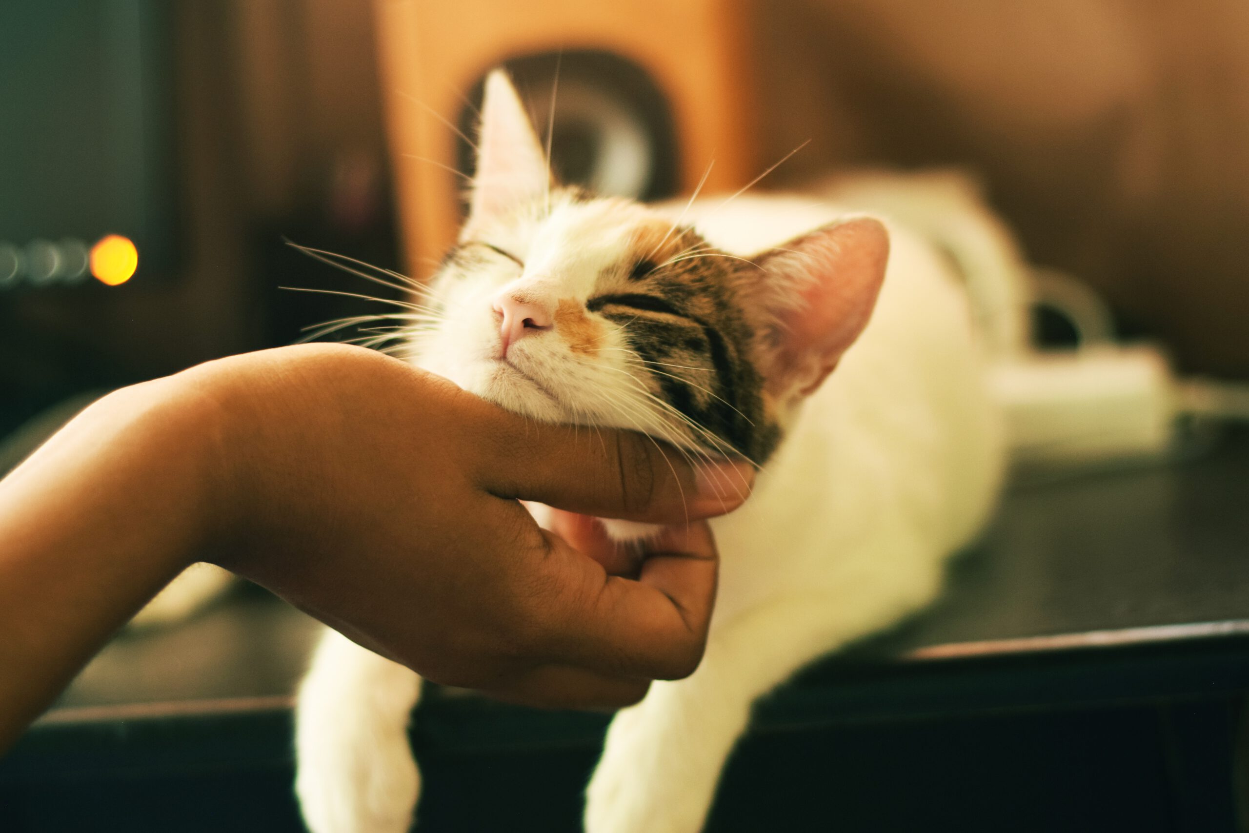 yerlin-matu-GtwiBmtJvaU-unsplash yerlin-matu-GtwiBmtJvaU-unsplash