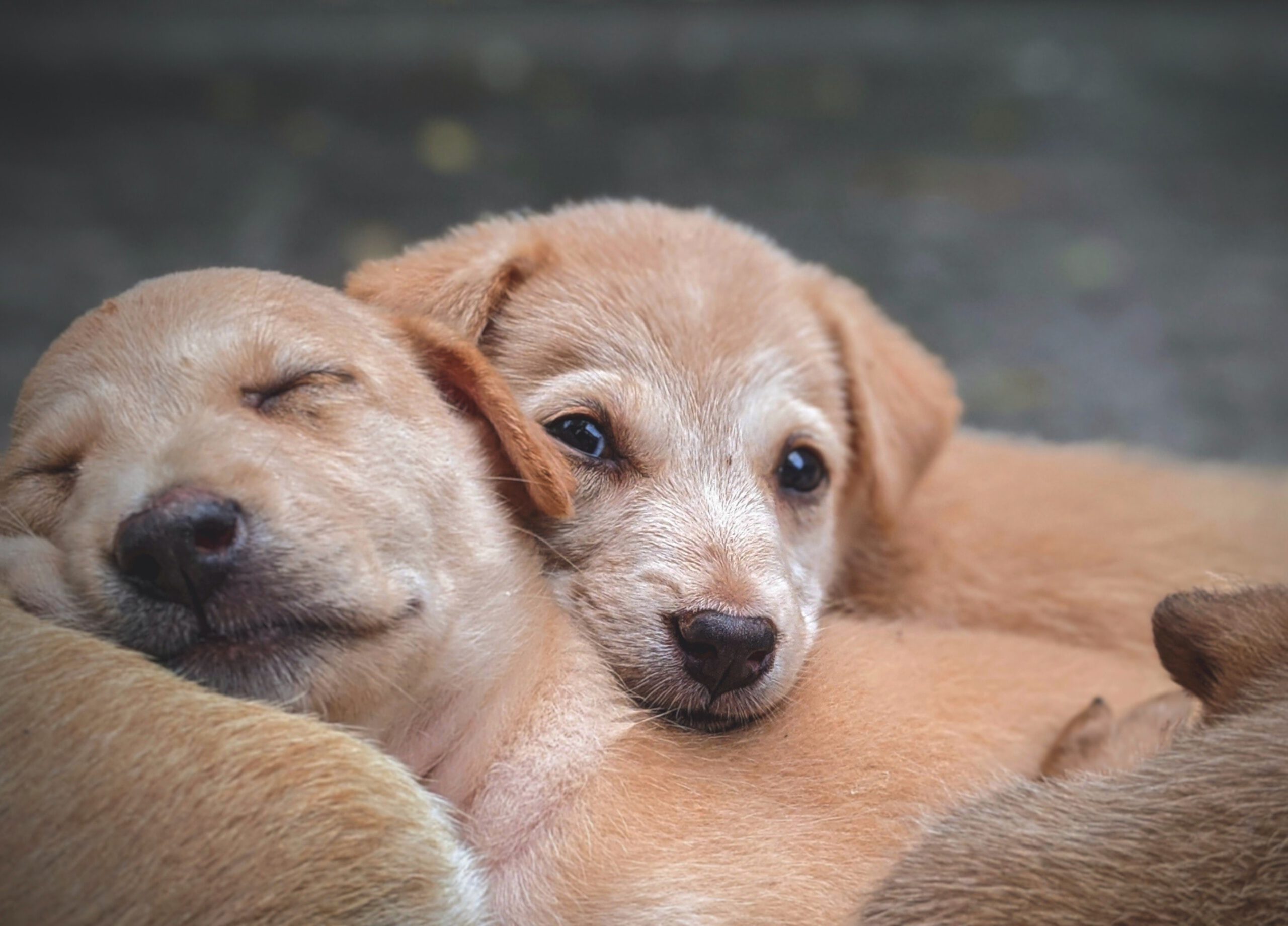 farzan-lelinwalla-MVaU_krWVRY-unsplash farzan-lelinwalla-MVaU_krWVRY-unsplash