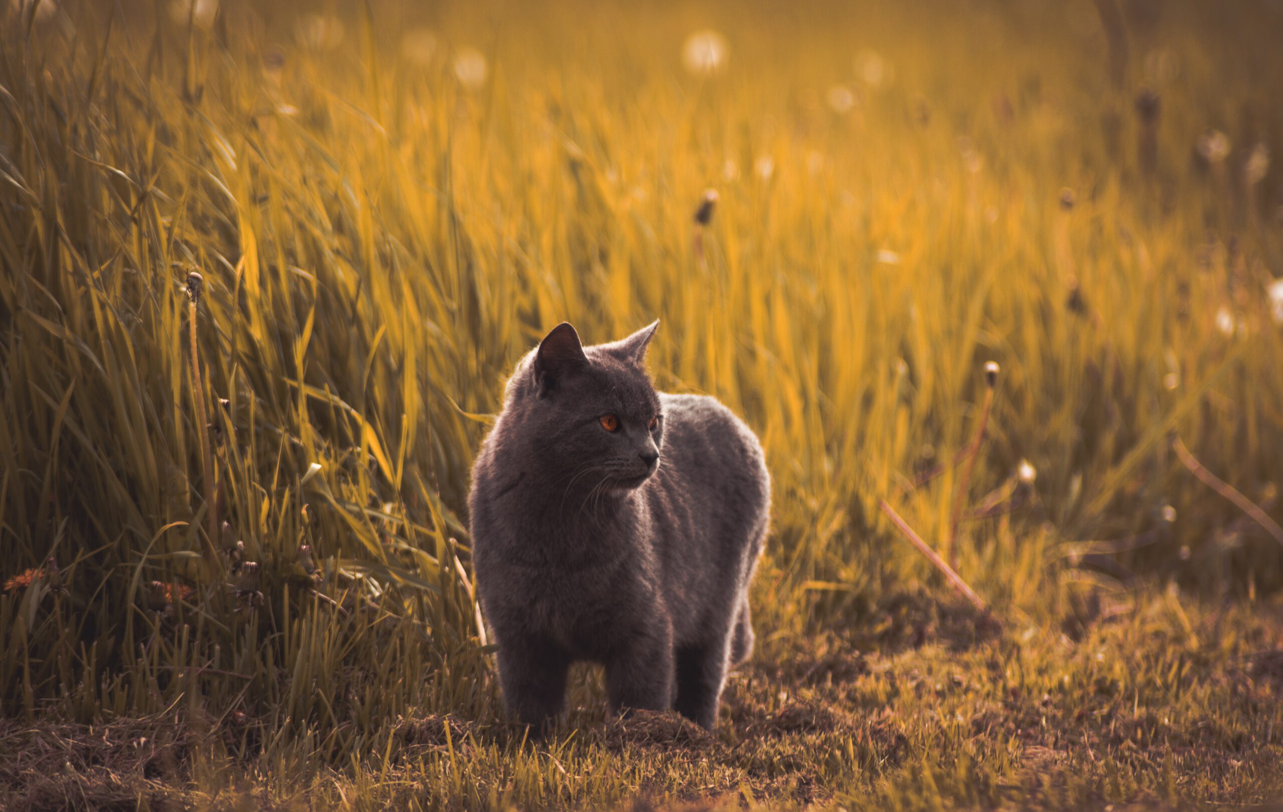 marko-blazevic-YYjjtbQrsqw-unsplash marko-blazevic-YYjjtbQrsqw-unsplash