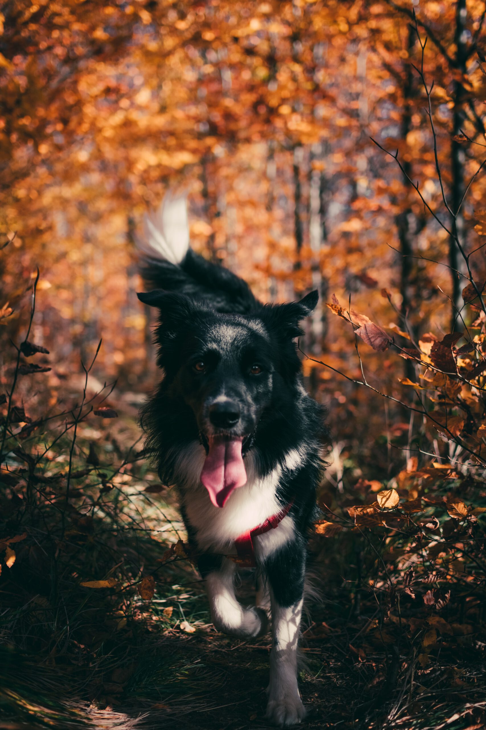 tadeusz-lakota-piIEZp66jLA-unsplash tadeusz-lakota-piIEZp66jLA-unsplash