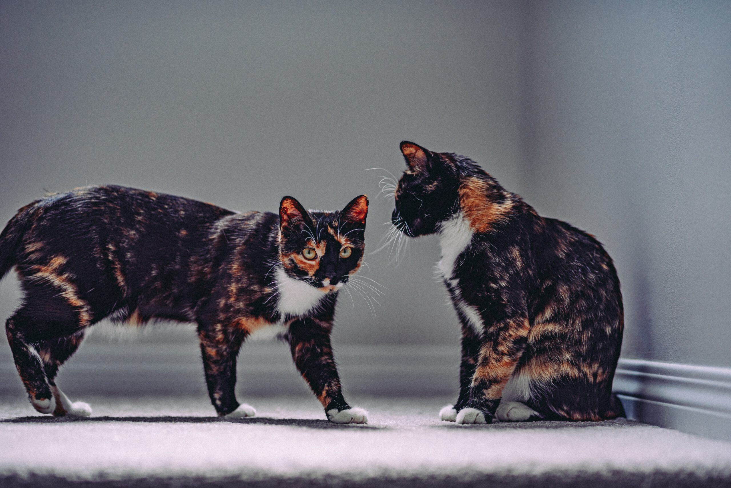 justin-sinclair-0ptOFauN7n8-unsplash justin-sinclair-0ptOFauN7n8-unsplash